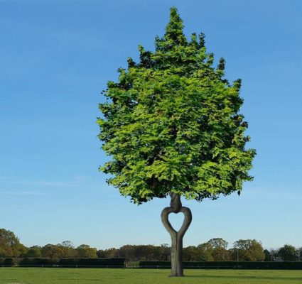 Großer Herzbaum nach vielen Jahren