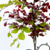 Bicolor-Buche Herzbaum Detail