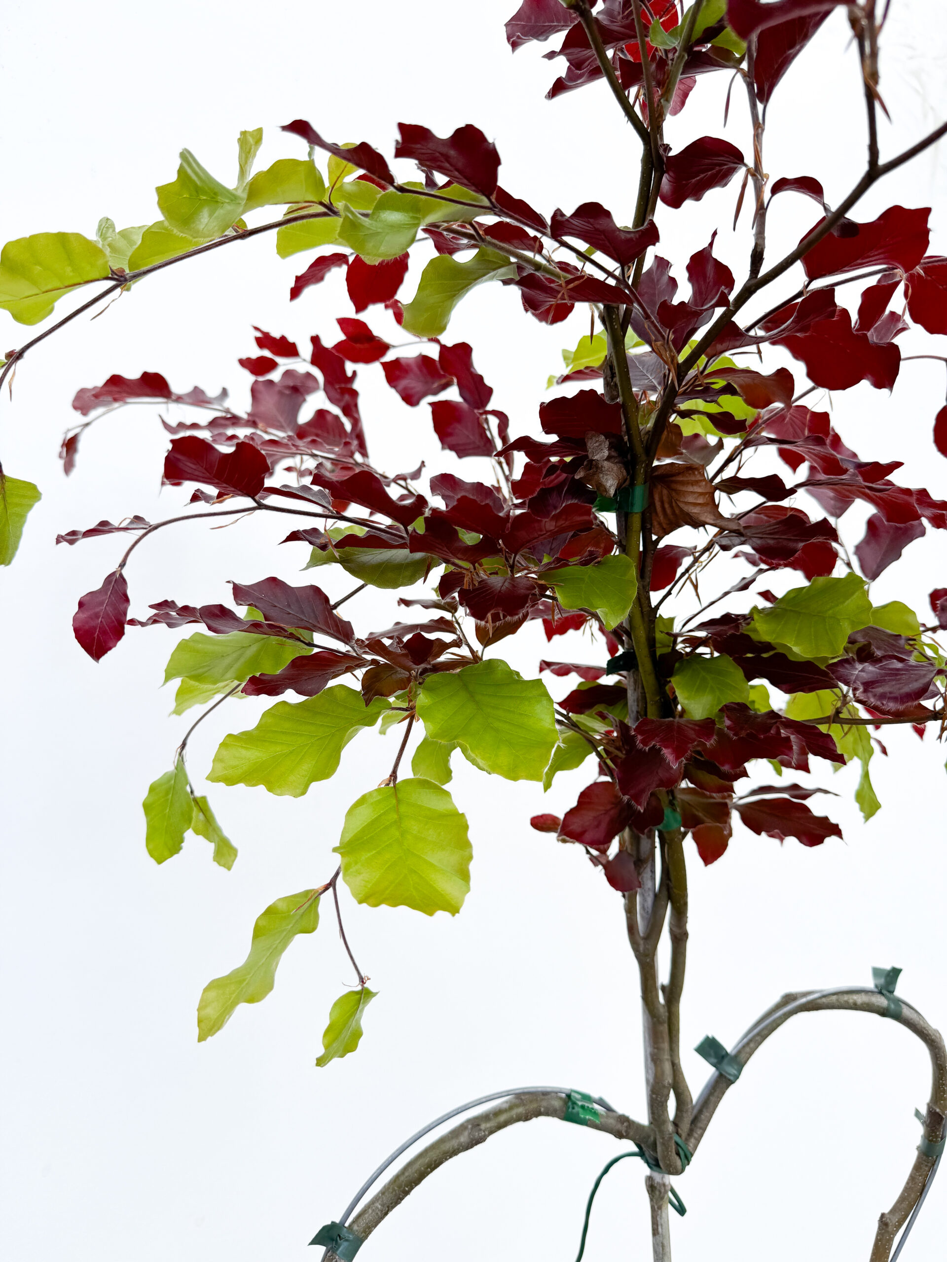 Bicolor-Buche Herzbaum Detail
