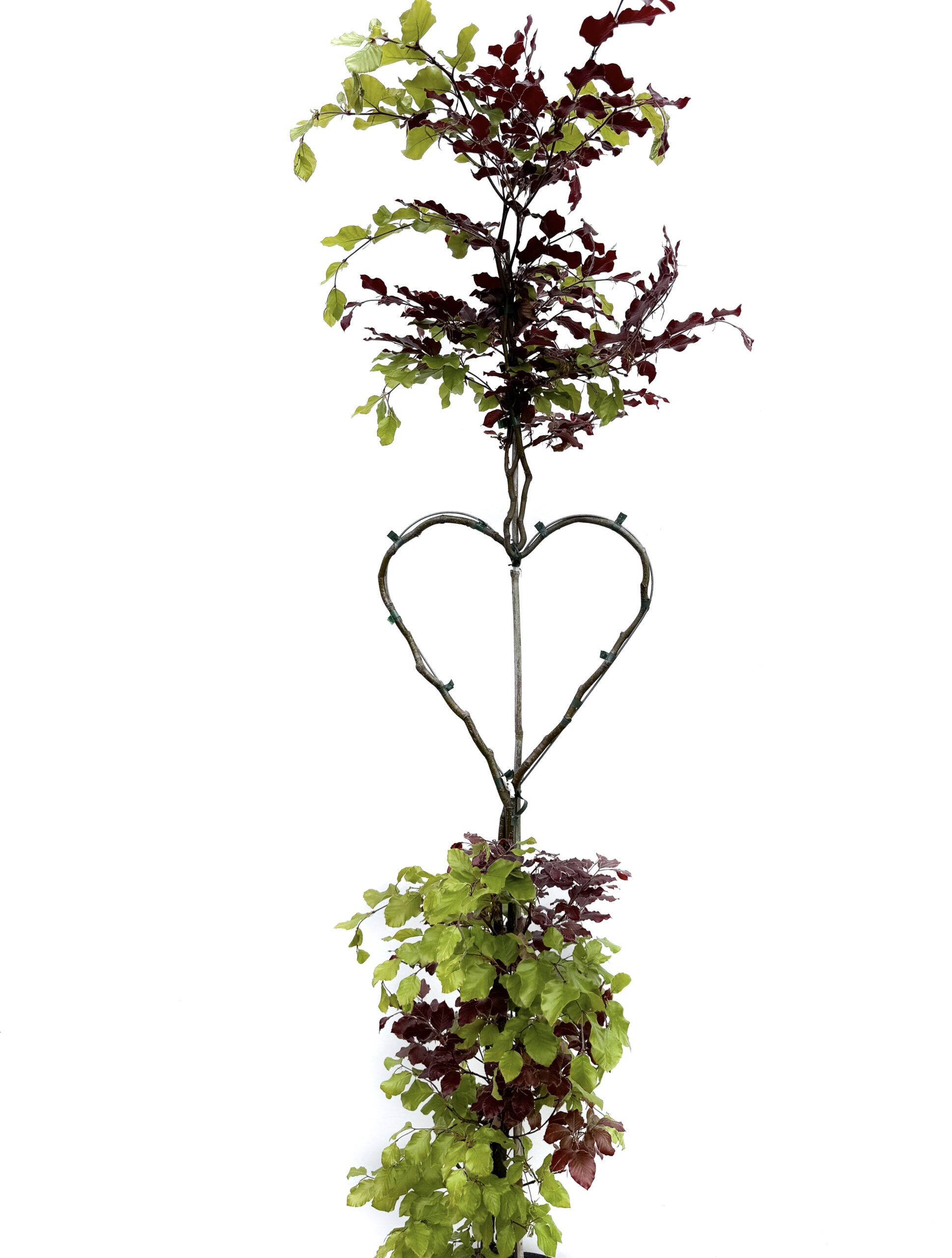 Bicolor-Buche Herzbaum Produltbild
