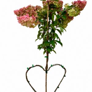 Hortensie