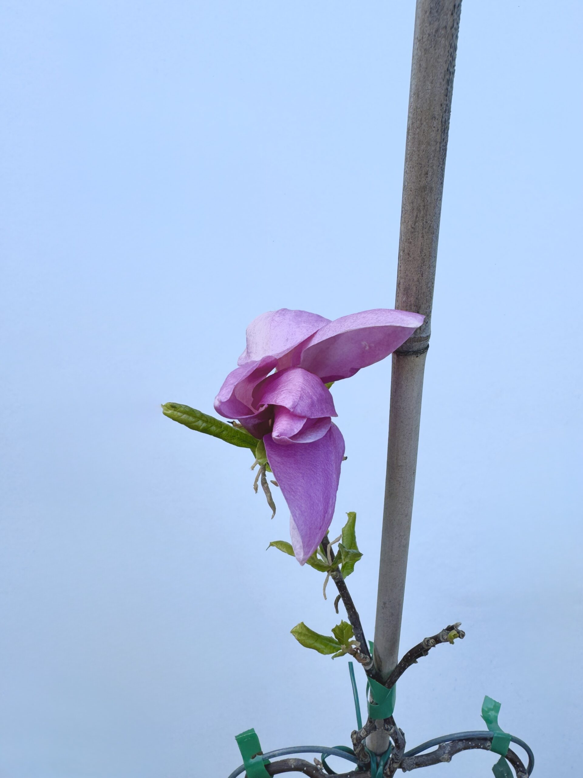 Magnolie Blüte, Herzbaum