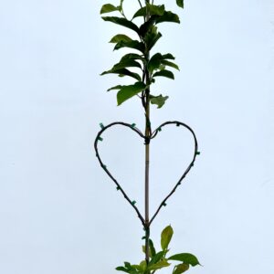 Herzbaum Magnolie soulangiana Produktbild