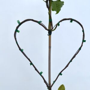 Herzbaum Magnolie Soulangiana Produktbild Detailaufnahme