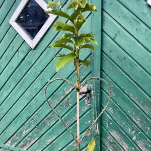Magnolie Soulangiana Produktbild Herzbaum