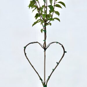 Hortensie herzbaum, aktuell, Produktbild