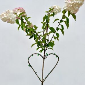 Herzbaum Hortensie Produktbild
