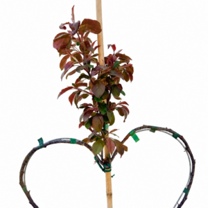 Alternative view of Zierapfel Malus Scarlett