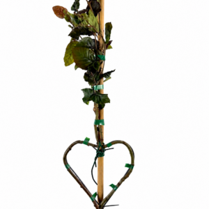 Herzbaum Blutbuche "Mini"