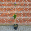 Hibiskus Herzbaum