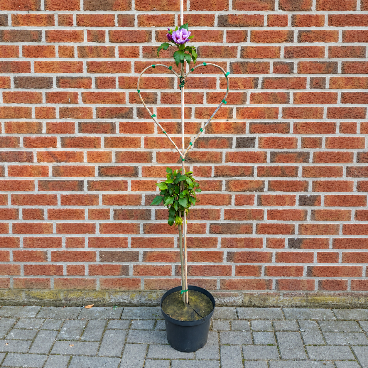 Hibiskus Herzbaum