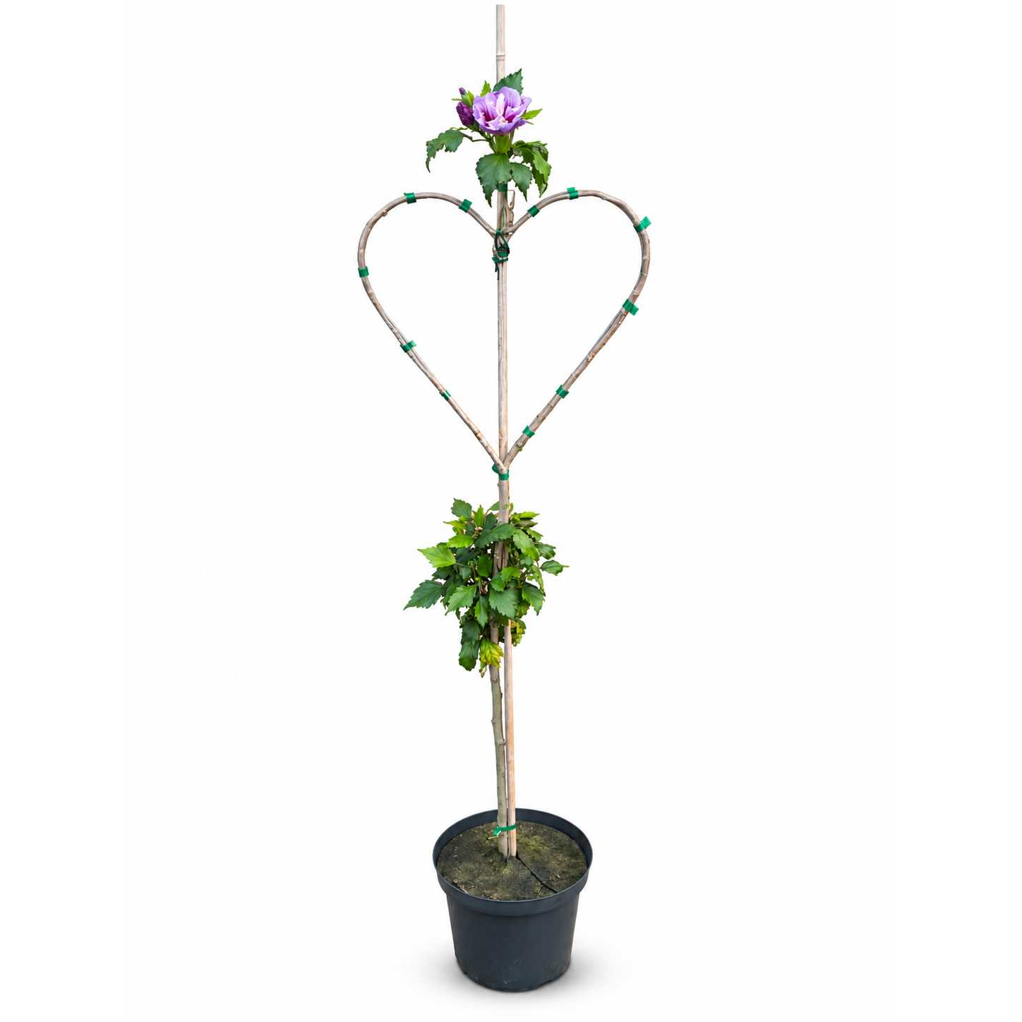 Hibiskus – Bild 1